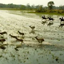 globetrotters travel horseback