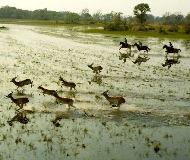 safari equestre botswana