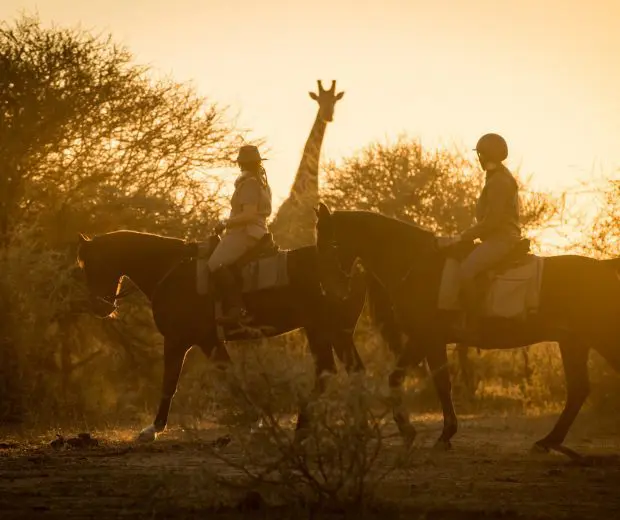 safari equestre botswana