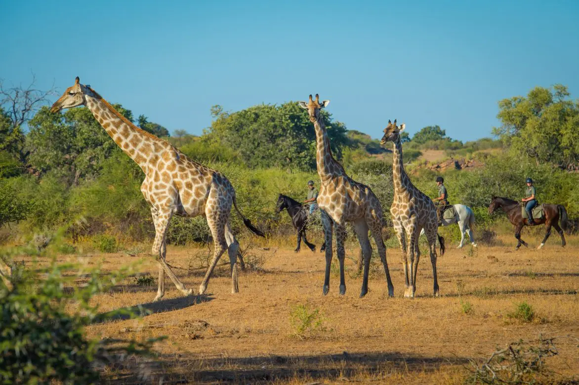 safari equestre botswana