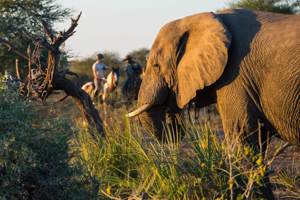 safari equestre botswana