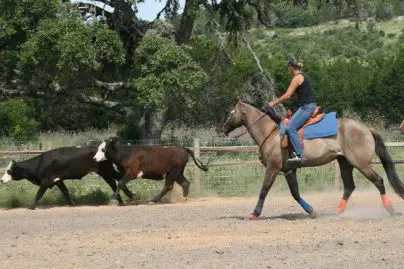 Texas Cattle Working Clinic