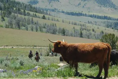 horse packing trips wyoming