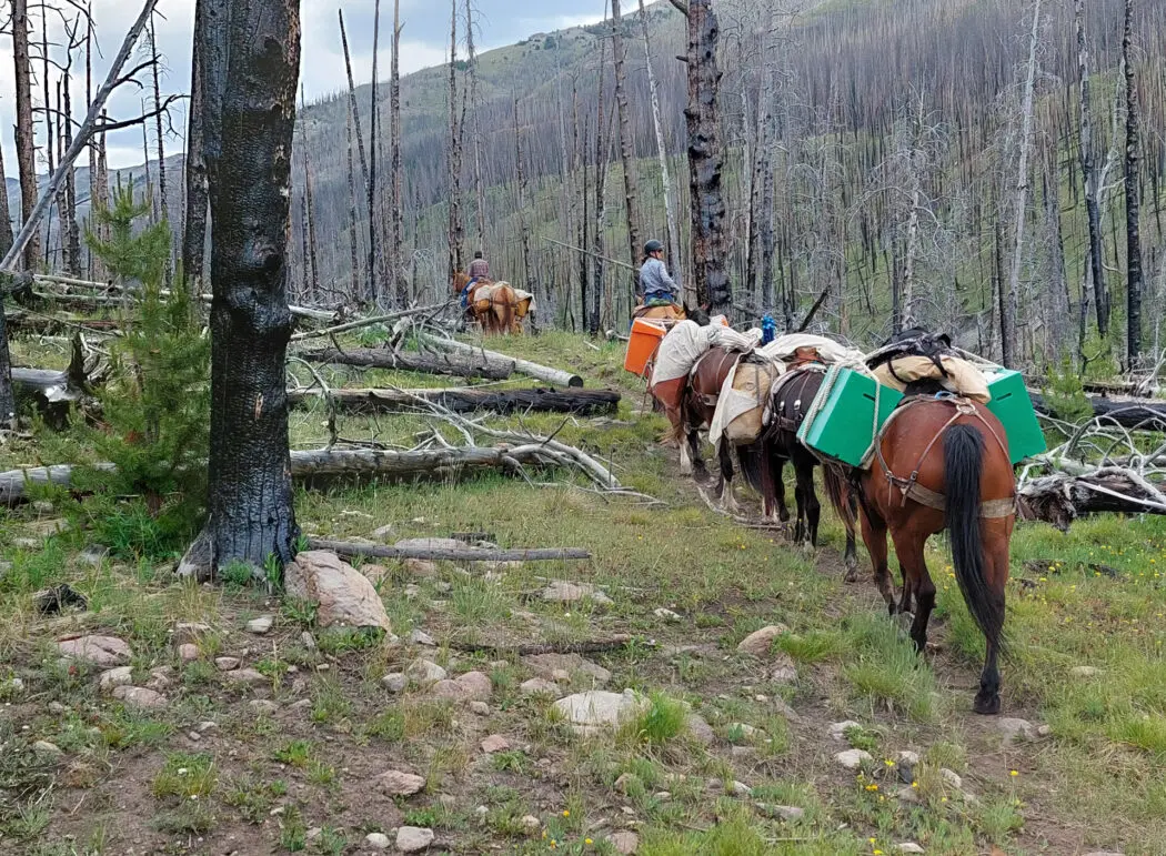 horse packing trips wyoming