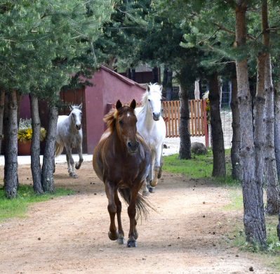 The Valleys of Gredos- a horseback riding holiday in Spain