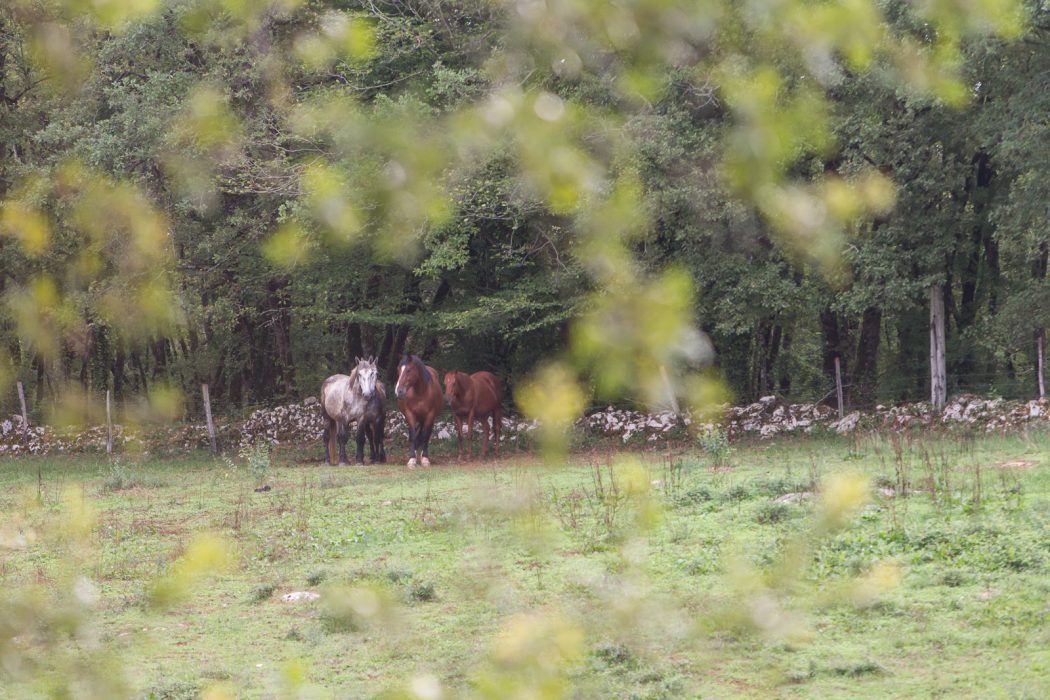 Domaine des Garennes-horseback riding tour in France by Equitours