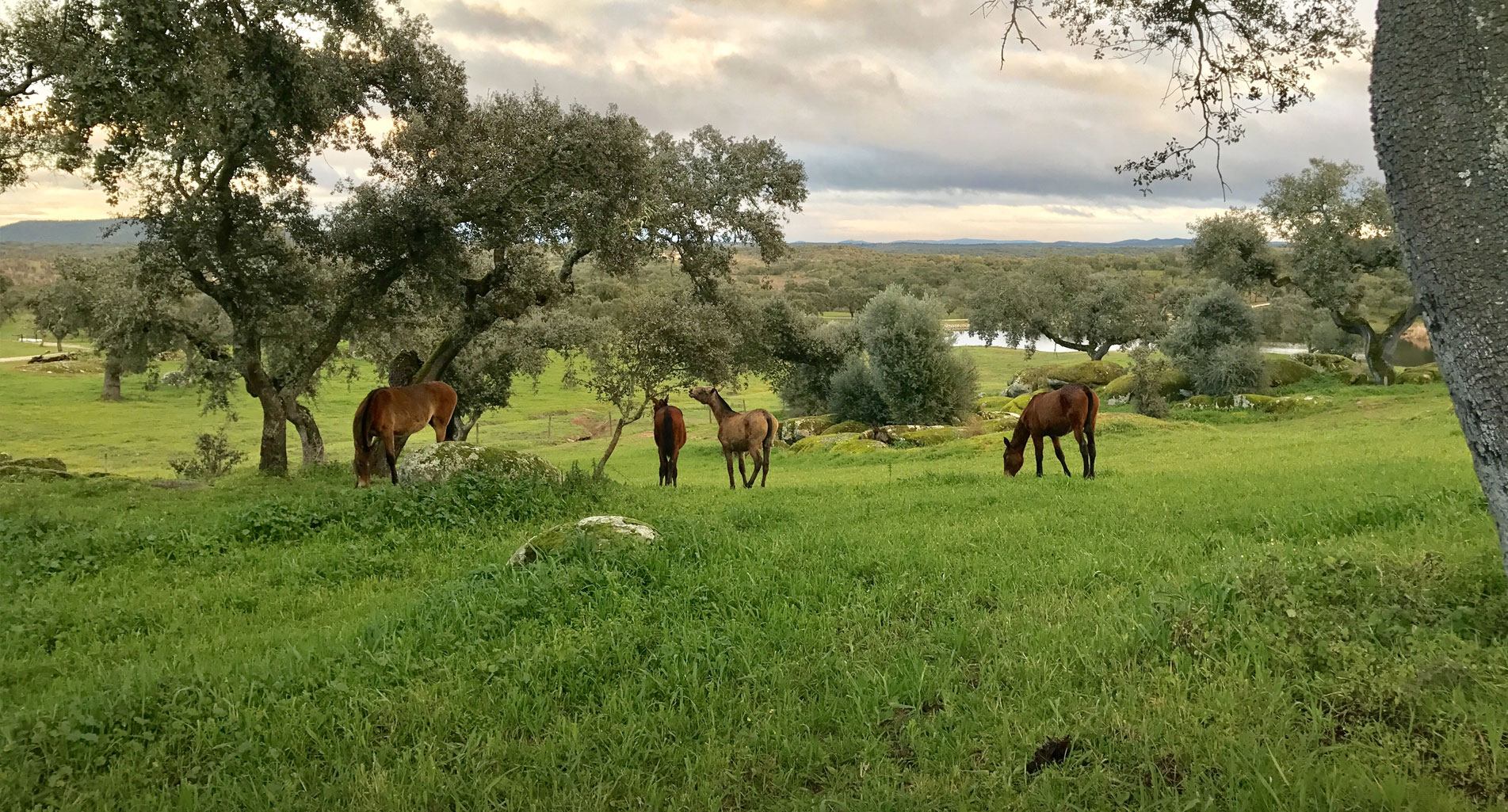 Horseback riding in Portugal with Equitours