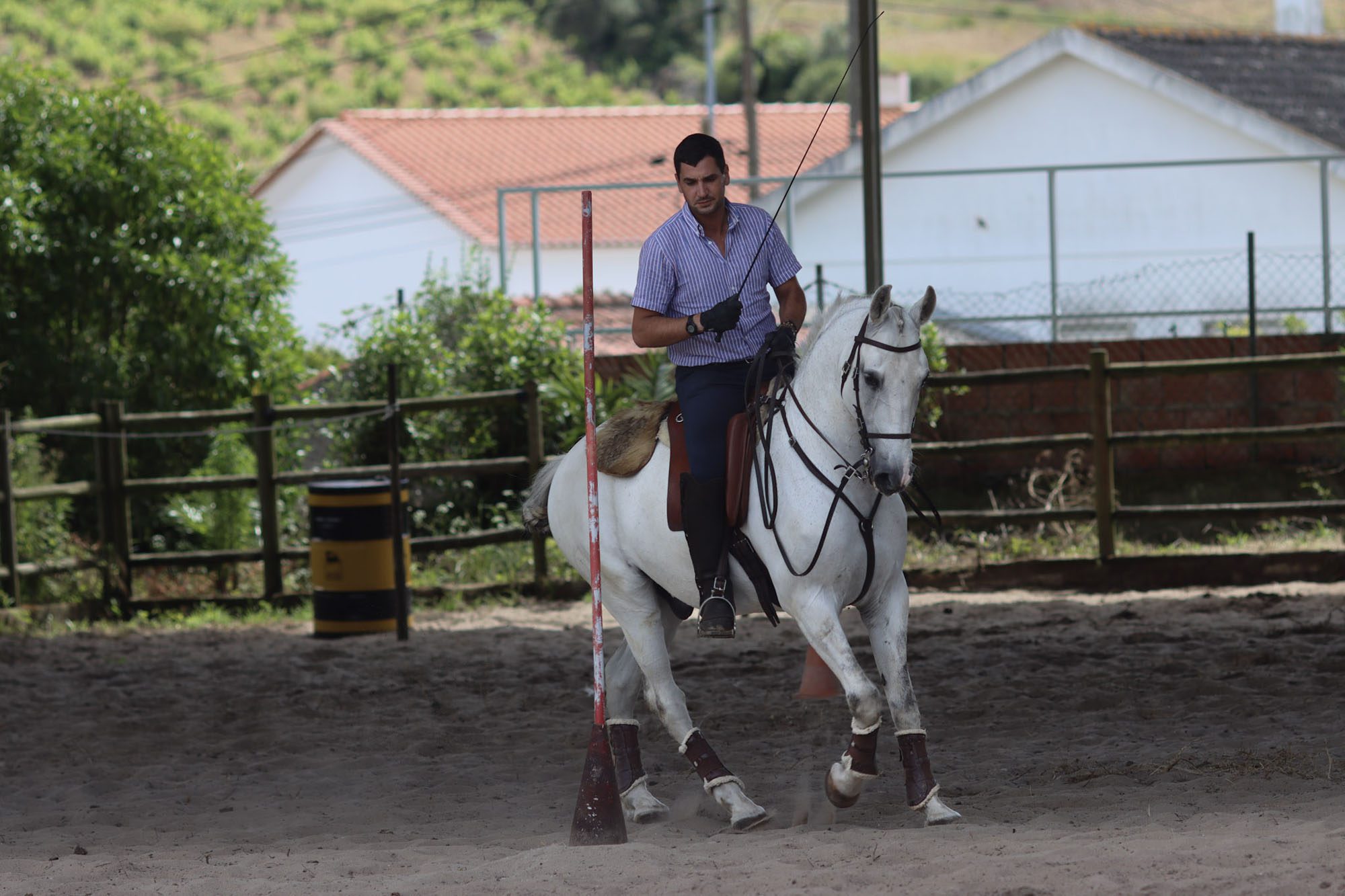 Alcainca Dressage Program- dressage in Portugal for classical training